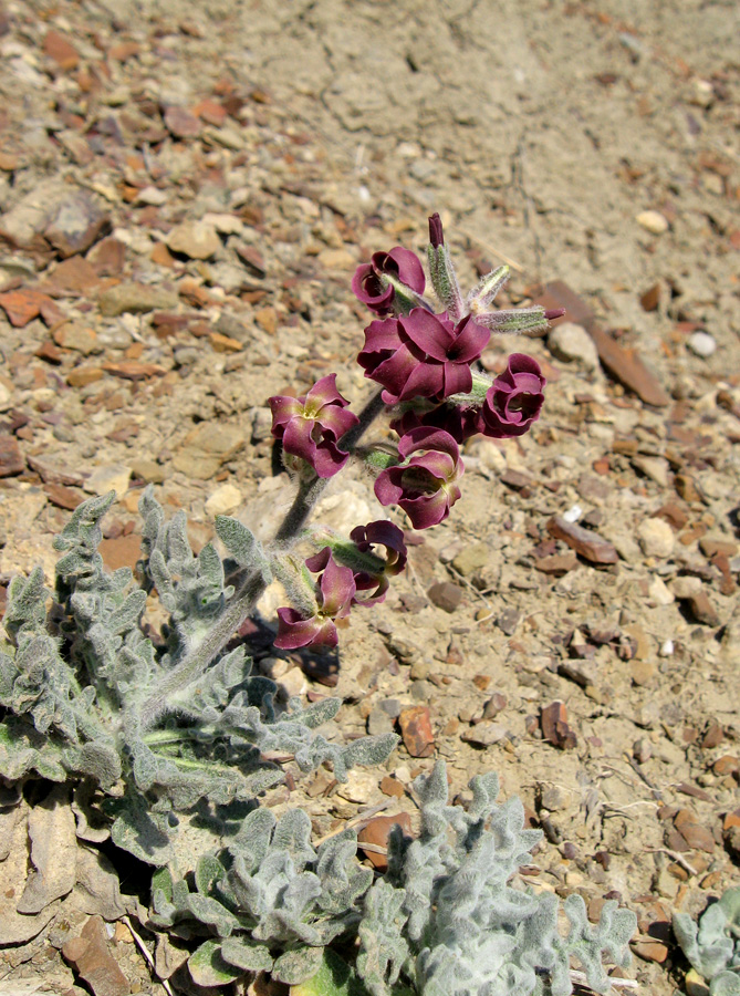 Image of Matthiola odoratissima specimen.