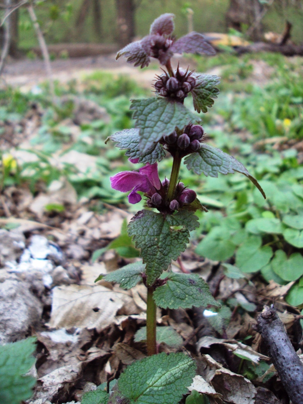 Image of Lamium maculatum specimen.