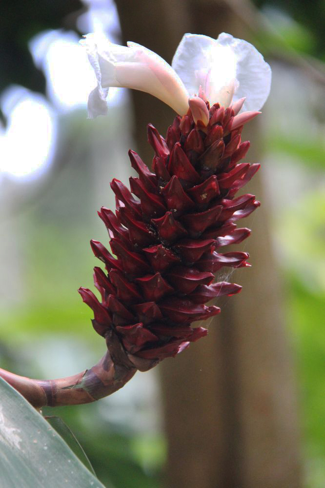 Изображение особи Hellenia speciosa.