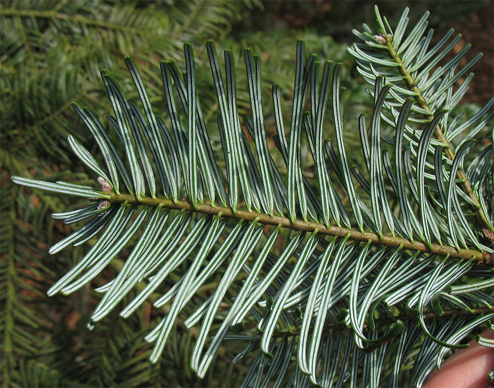 Изображение особи Abies grandis.