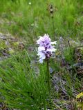 Dactylorhiza psychrophila. Цветущее растение с соцветием белой пигментации.Мурманск, Росляково, заросший стадион. 23.07.2014.