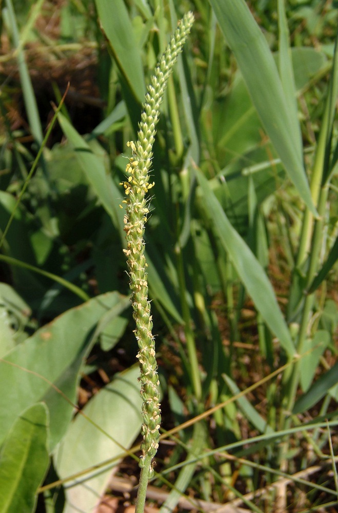 Image of Plantago salsa specimen.