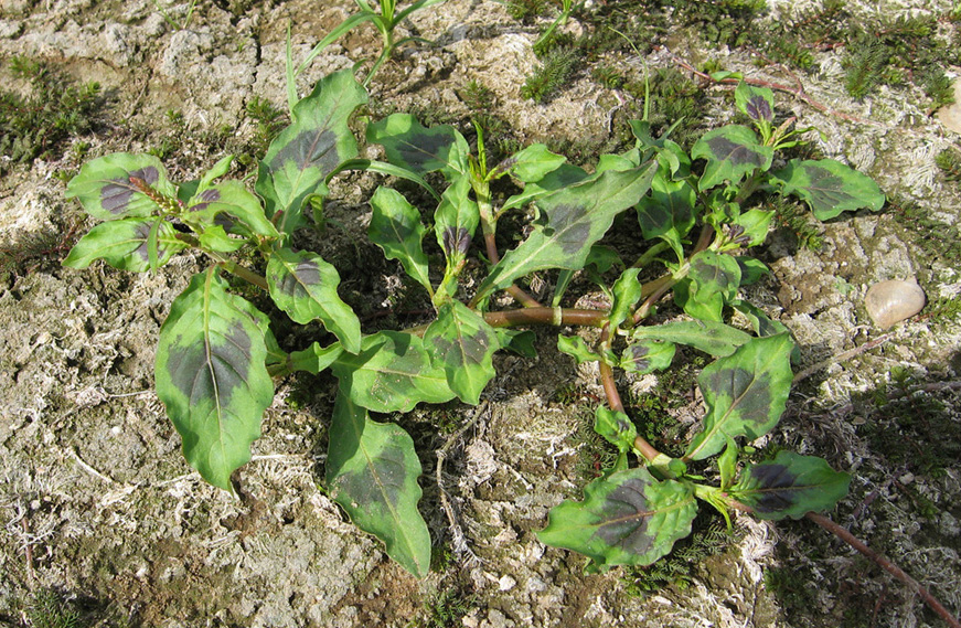 Изображение особи Persicaria lapathifolia.