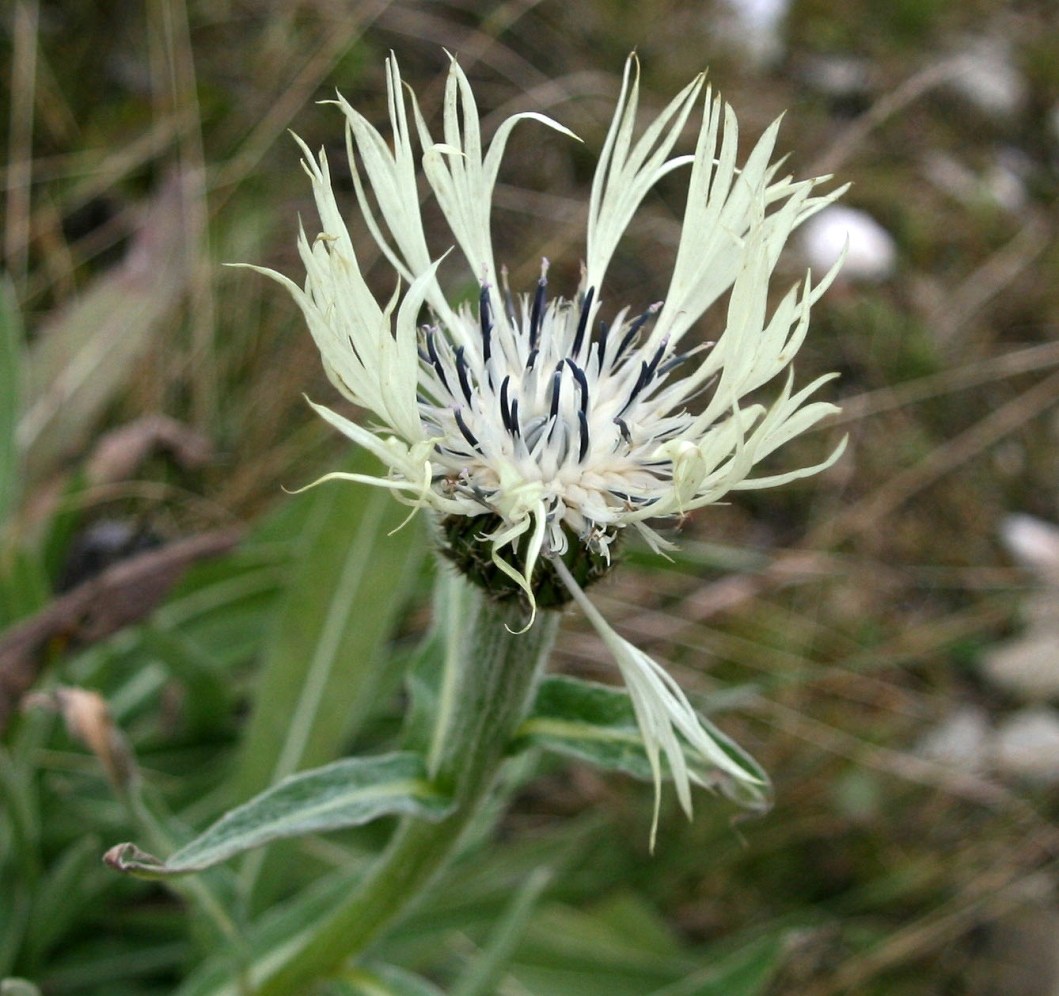 Image of Centaurea cheiranthifolia specimen.