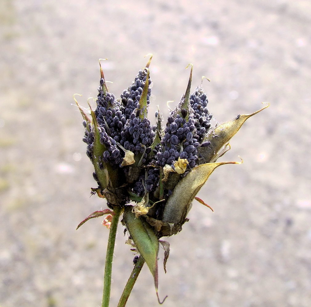 Изображение особи Oxytropis sordida.