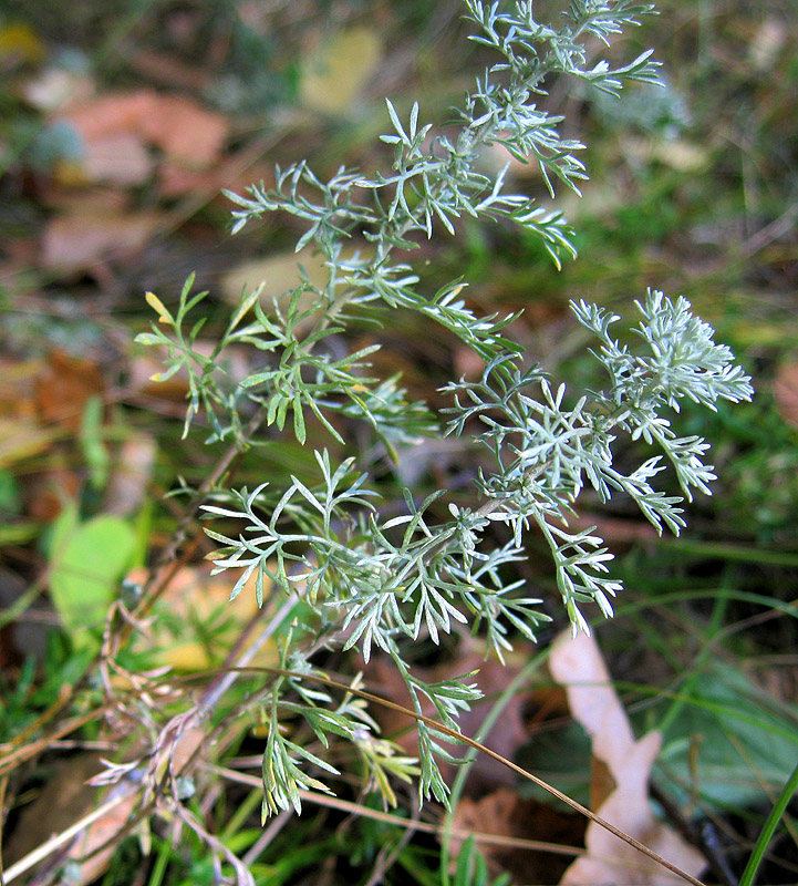 Image of Artemisia austriaca specimen.