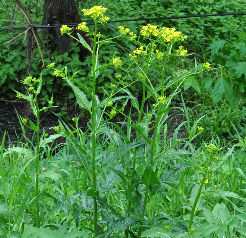 Image of Bunias orientalis specimen.