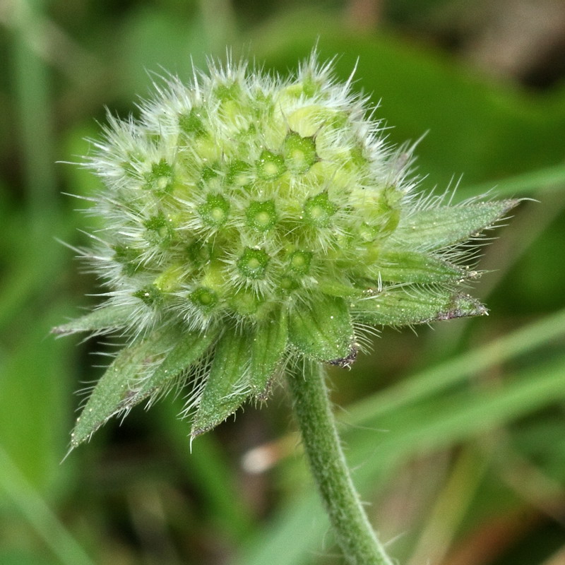 Изображение особи Knautia arvensis.