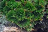 Selaginella tamariscina