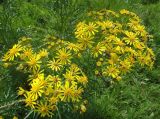 Senecio erucifolius