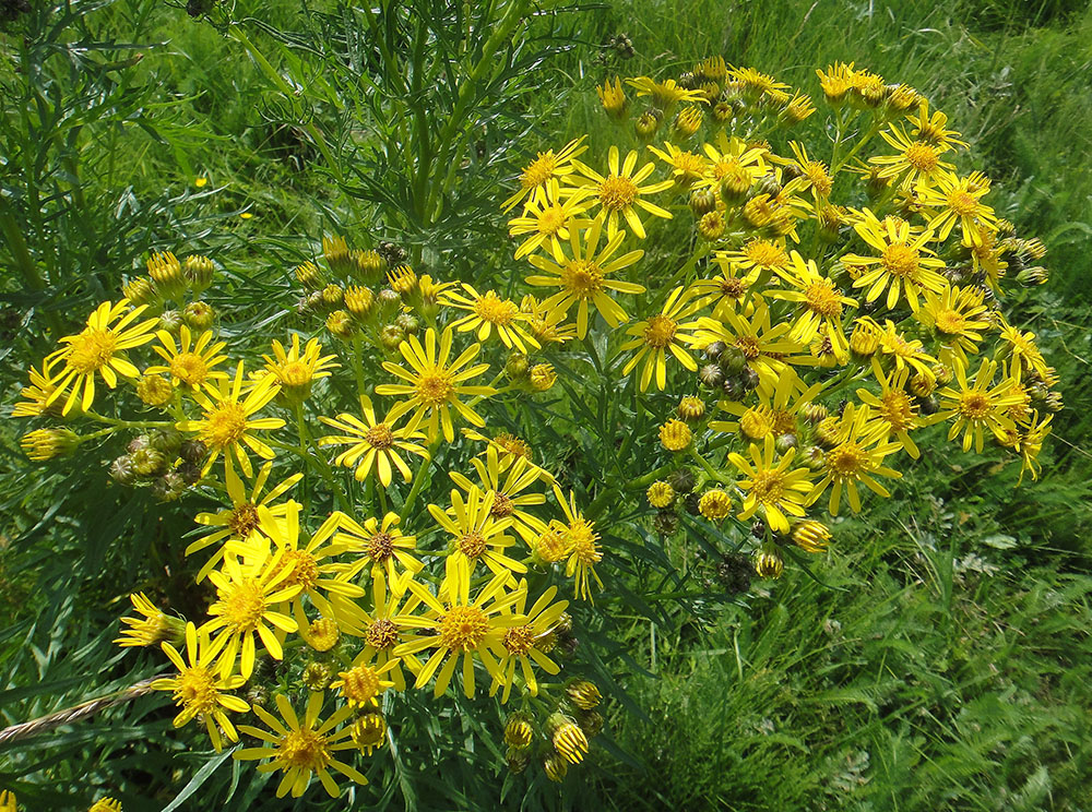 Image of Senecio erucifolius specimen.