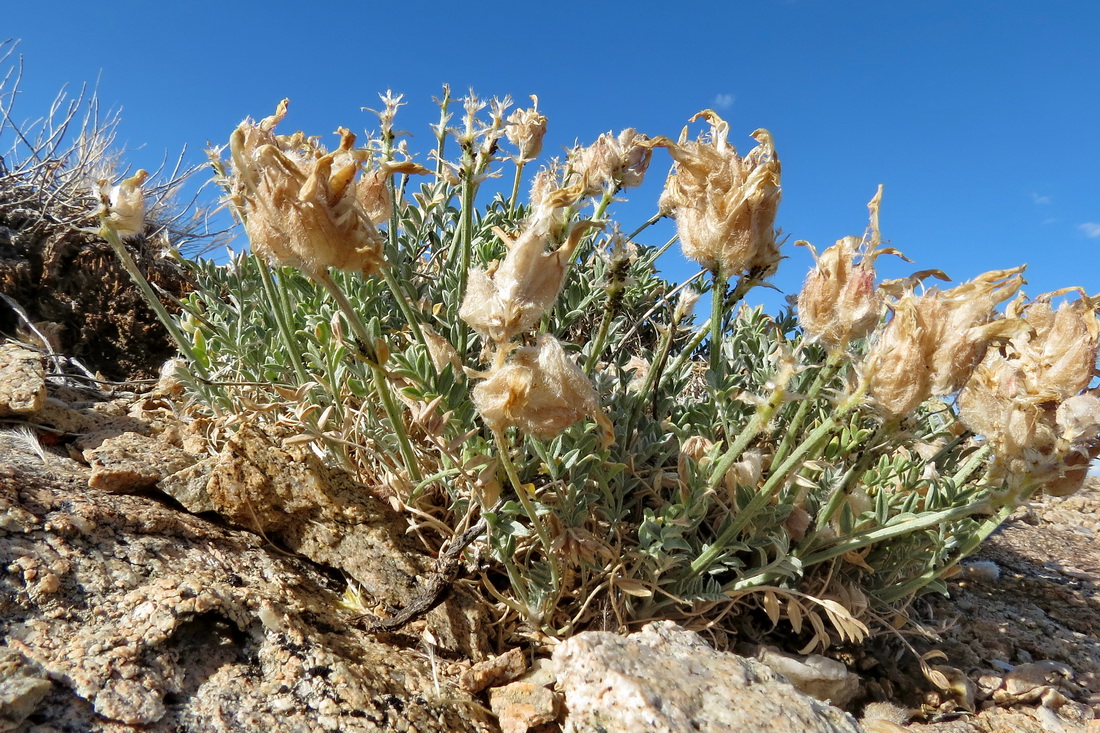 Изображение особи Astragalus arkalycensis.