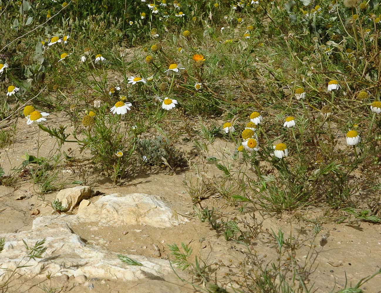 Image of Anthemis pseudocotula specimen.