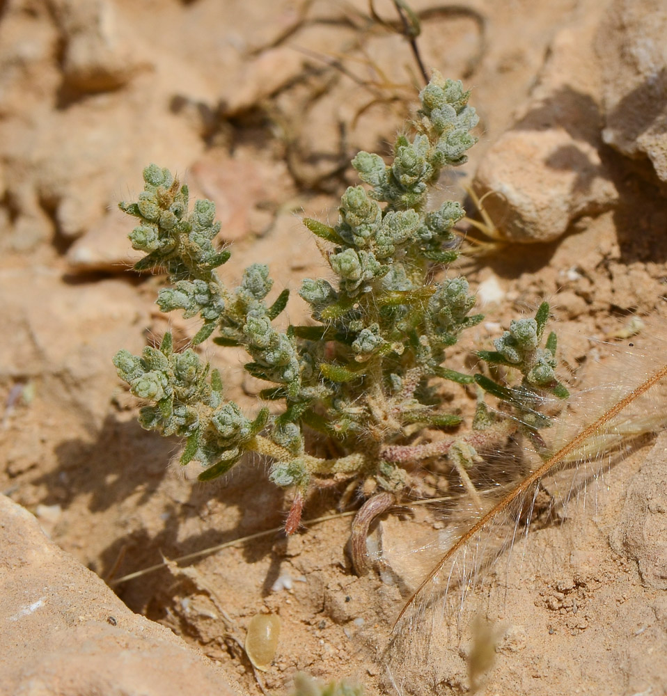 Image of Salsola inermis specimen.