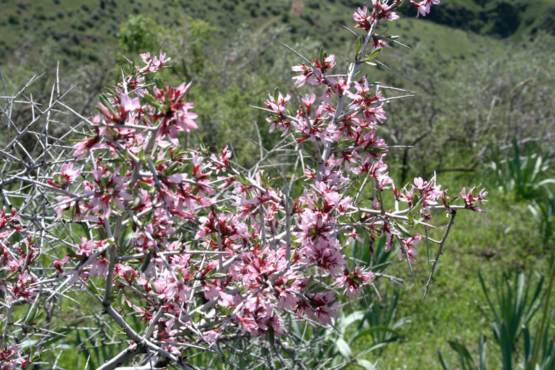 Image of Amygdalus spinosissima specimen.