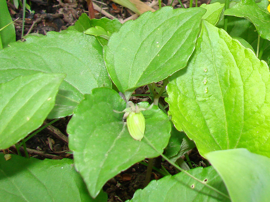 Image of Viola xanthopetala specimen.