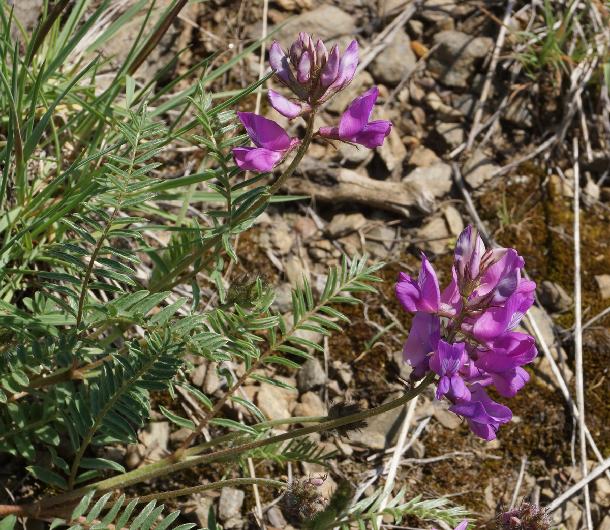 Image of Oxytropis teres specimen.