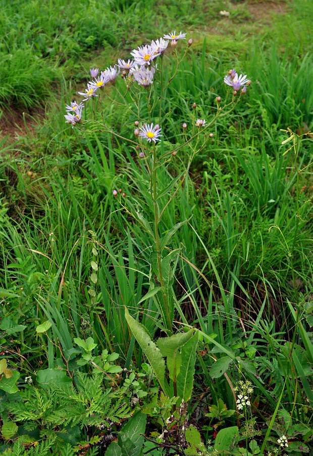 Изображение особи Aster tataricus.