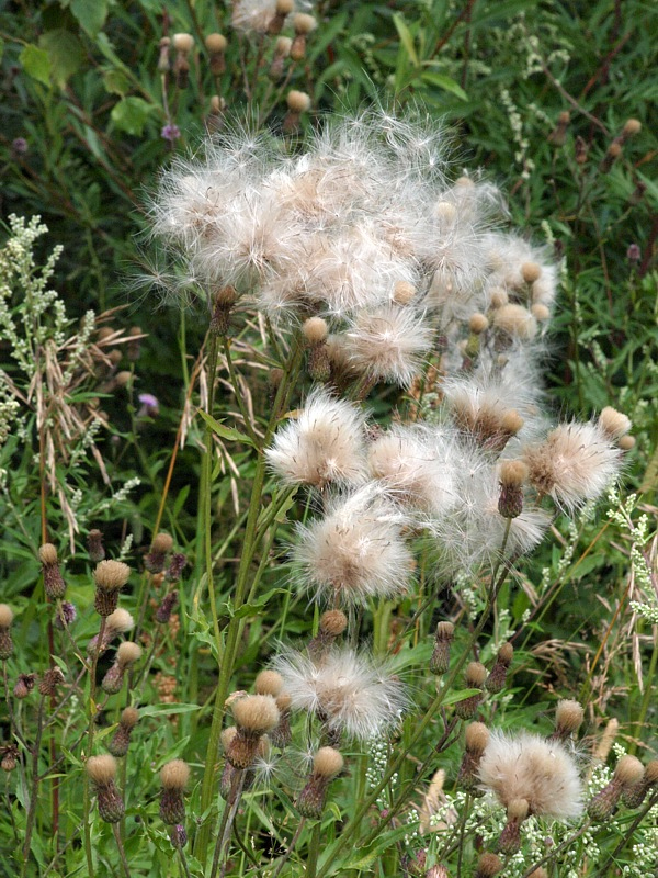 Изображение особи Cirsium setosum.