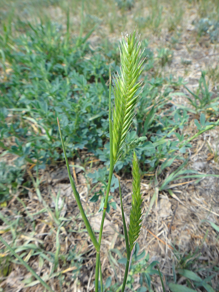 Image of genus Agropyron specimen.