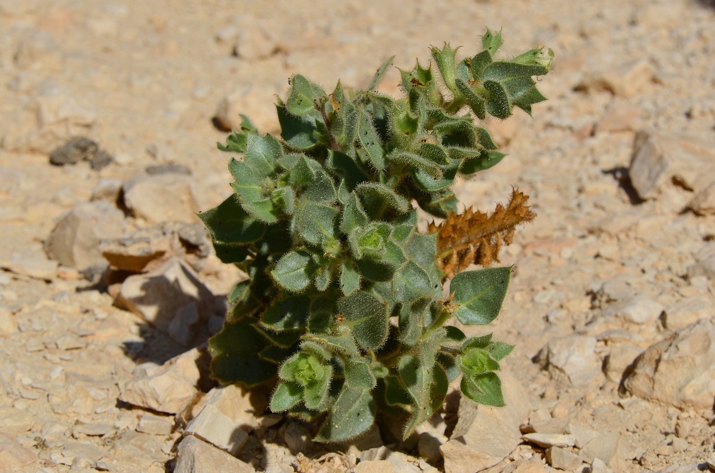 Image of Hyoscyamus desertorum  specimen.