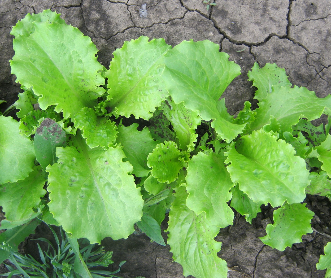 Image of Lactuca sativa specimen.