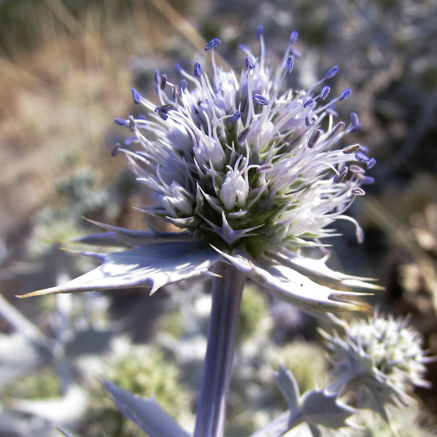 Изображение особи Eryngium maritimum.