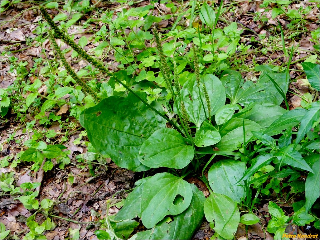 Изображение особи Plantago major.