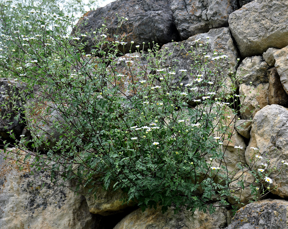 Изображение особи Pyrethrum glanduliferum.