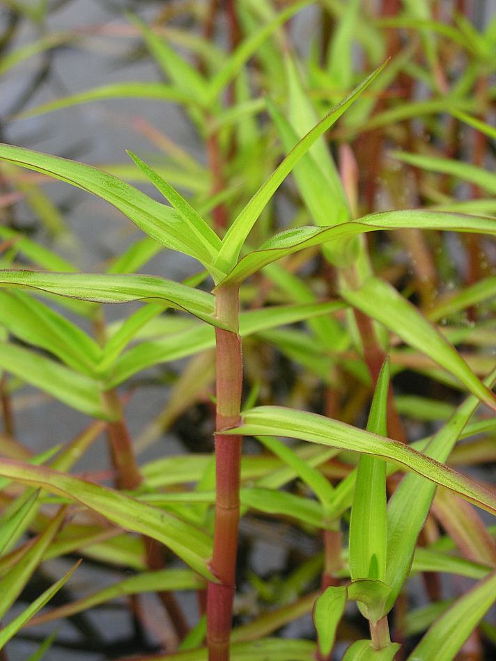 Image of Murdannia keisak specimen.