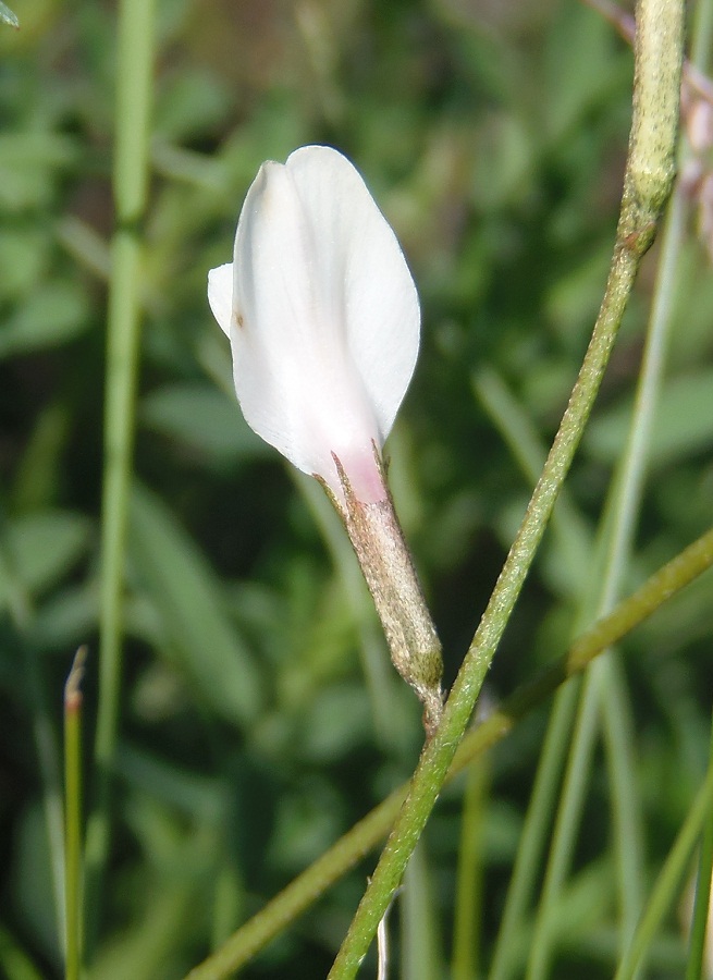 Image of Astragalus ucrainicus specimen.