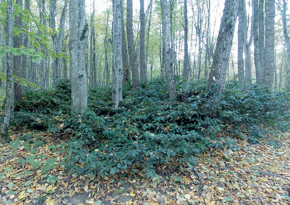 Image of Lauro-cerasus officinalis specimen.