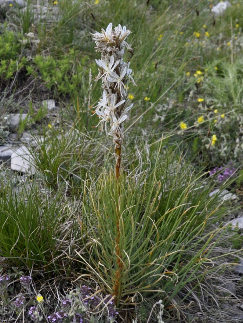 Image of Asphodeline taurica specimen.