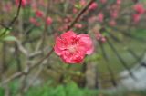 familia Rosaceae. Цветок. Китай, Гуанси-Чжуанский автономный р-н, деревня Мингши. 5 марта 2016 г.