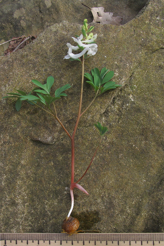 Image of Corydalis teberdensis specimen.