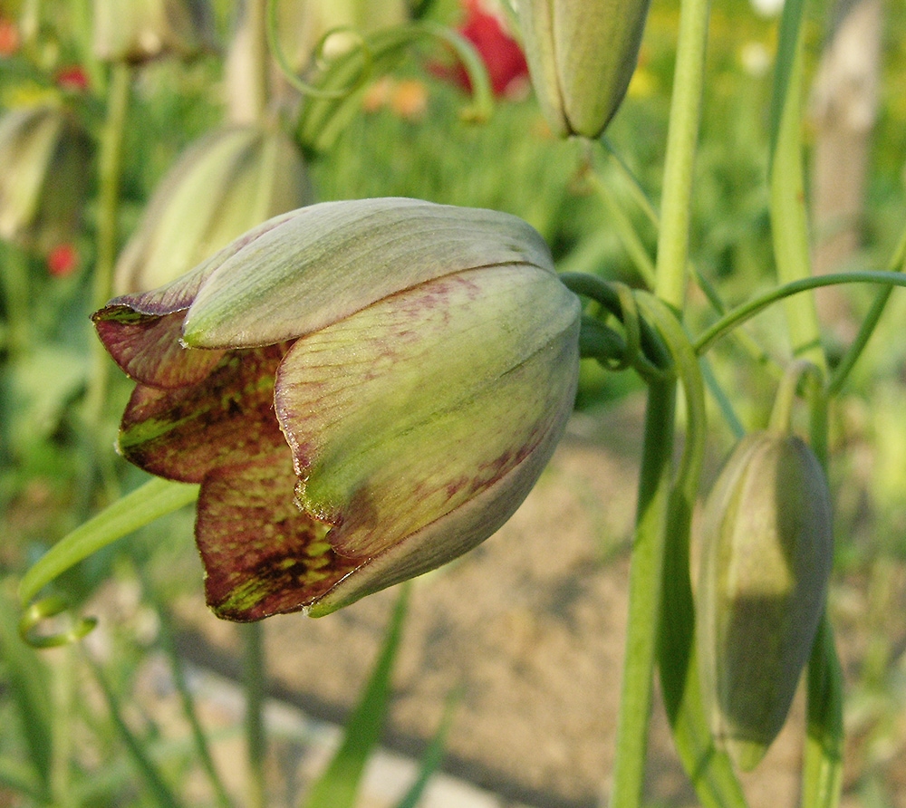 Image of Fritillaria olgae specimen.