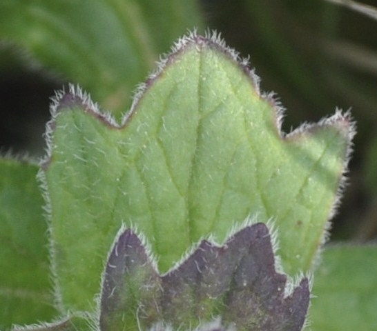 Image of Ajuga genevensis specimen.