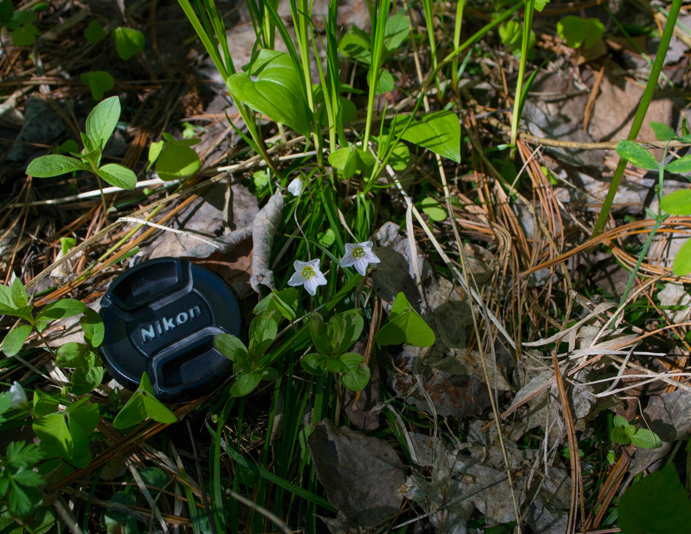 Изображение особи Oxalis acetosella.