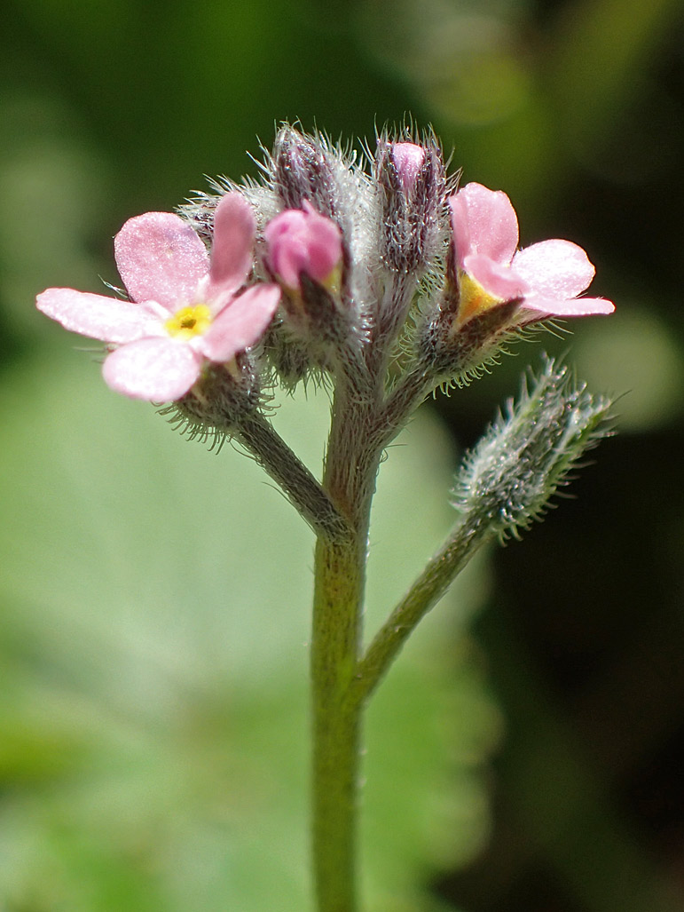 Image of Myosotis arvensis specimen.