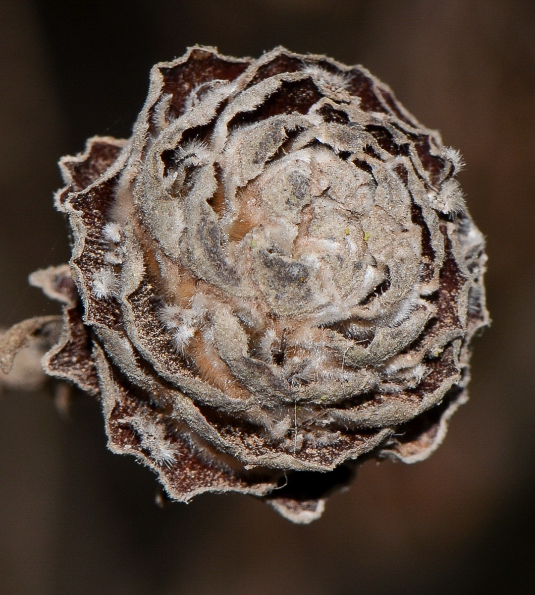 Image of Leucadendron galpinii specimen.