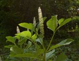 Phytolacca acinosa. Верхушка цветущего растения. Пермь, Свердловский р-н, на клумбе в озеленении двора. 18 июля 2017 г.