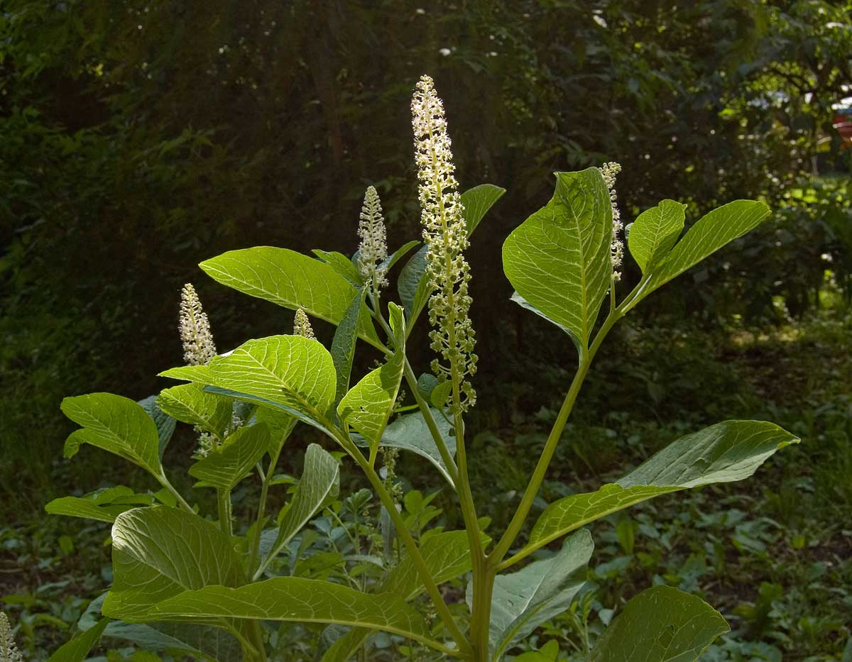 Изображение особи Phytolacca acinosa.