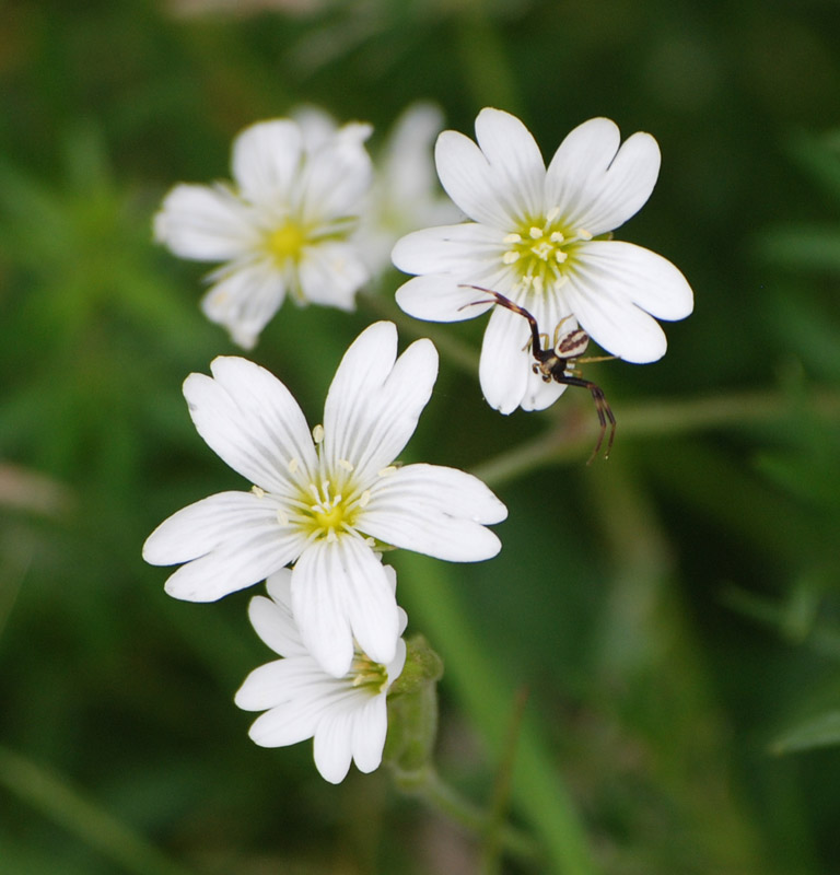 Image of Cerastium arvense specimen.