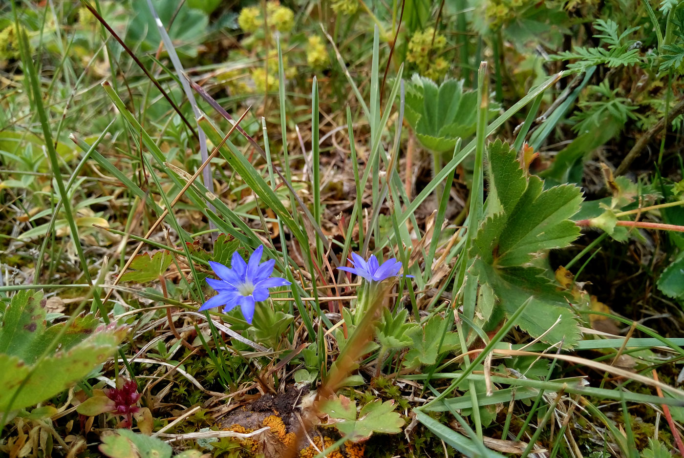 Image of Gentiana karelinii specimen.