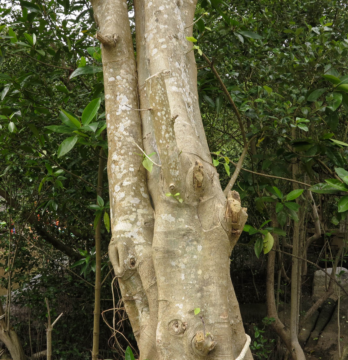 Image of genus Rhizophora specimen.