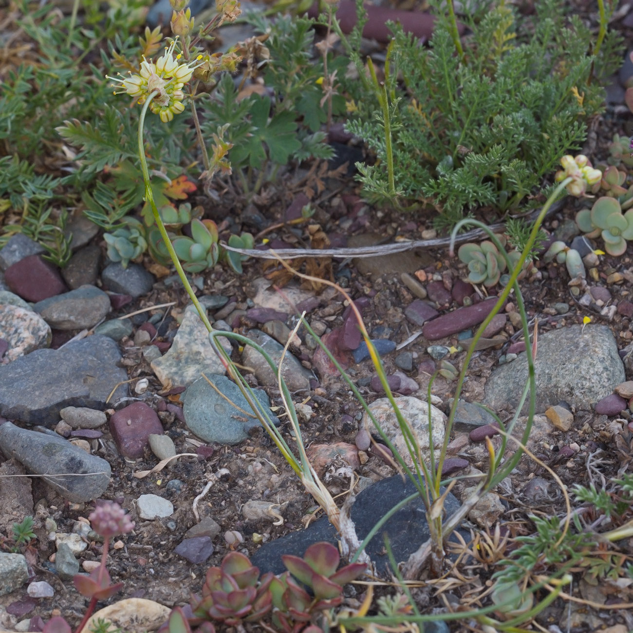 Image of Allium tianschanicum specimen.