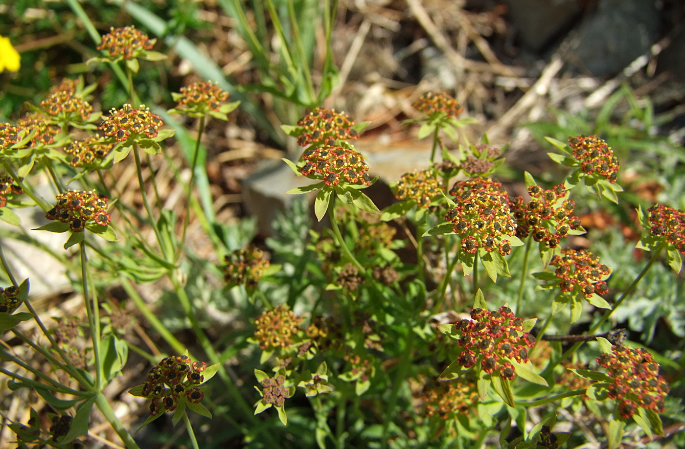 Image of Bupleurum atargense specimen.