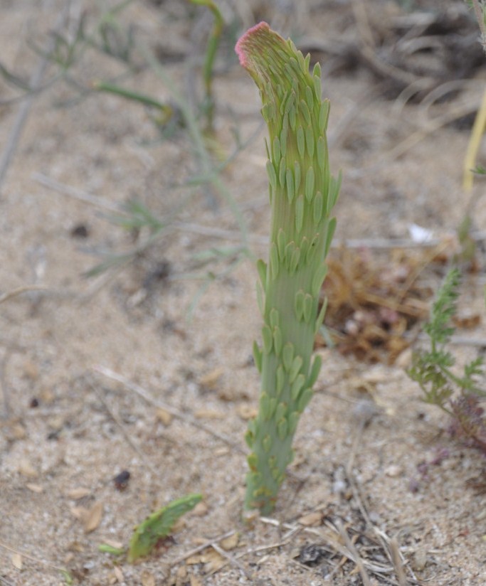 Image of Osyris alba specimen.