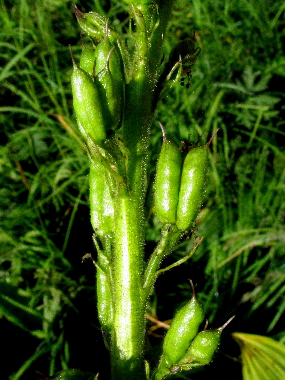 Image of Aconitum sajanense specimen.