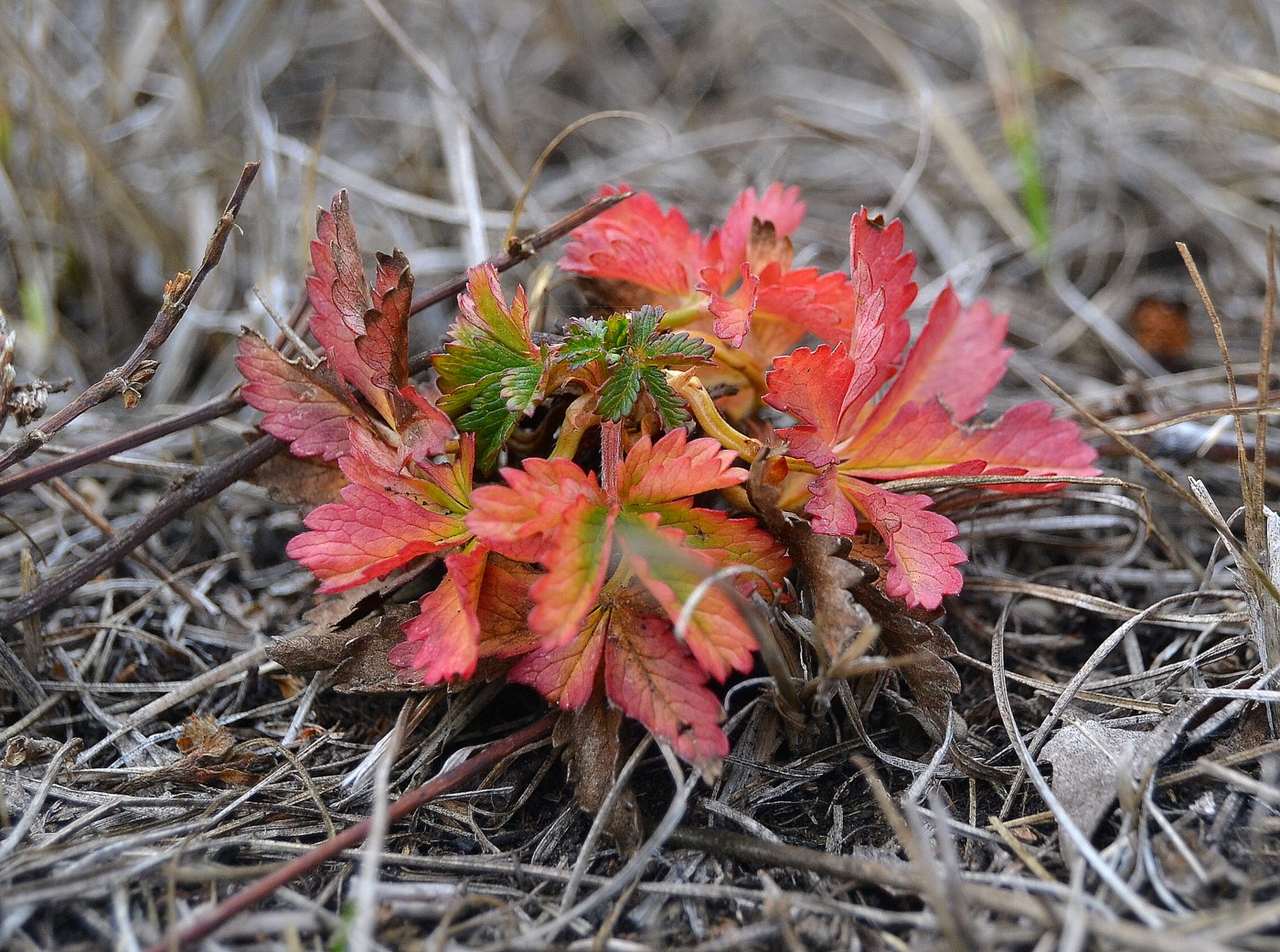 Изображение особи Potentilla reptans.